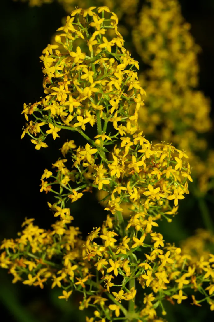 Rumeno lakoto, kot ji tudi pravimo, lahko uporabljamo tudi pri zdravljenju težav s kožo.