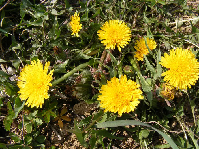 Cvetenje regrata v različnih fazah in njeno dolgo ter votlo steblo.