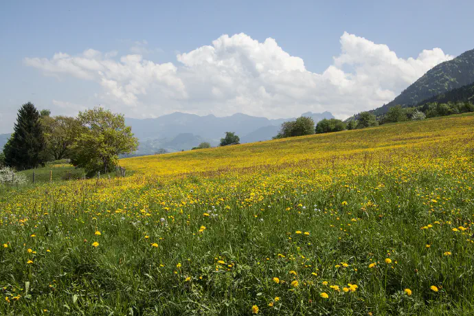 Rumeno polje regratovih cvetov iz katerih bodo kmalu nastale lučke.