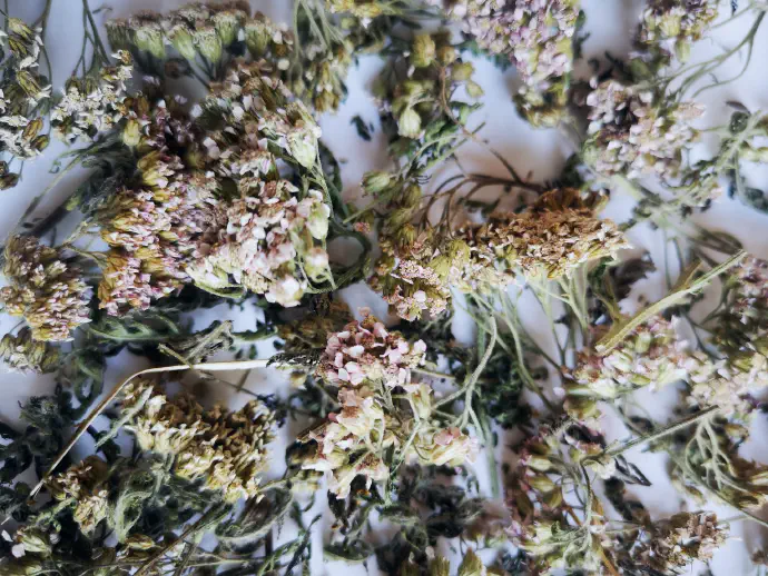 Priprava čaja: Eno do dve čajni žlički rmana zdrobimo in ga dodamo v skodelico vrele vode. Pokrit poparek naj stoji 10 minut, nato ga precedimo. Spijemo 3 do 4 skodelice čaja na dan.