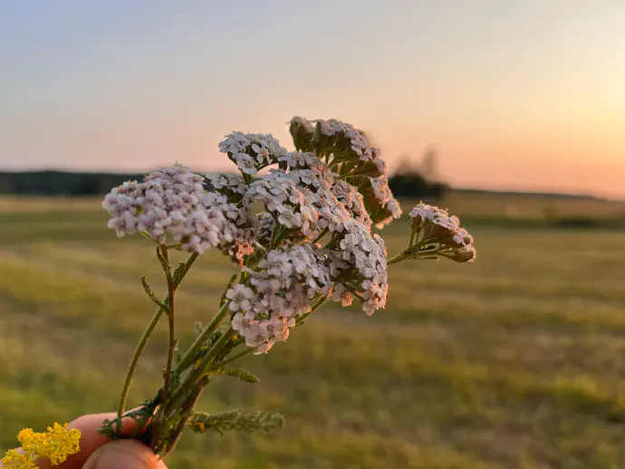Nabiranje rmana na travniku ob sončnem zahodu – navadni rman (Achillea millefolium) za domači čaj