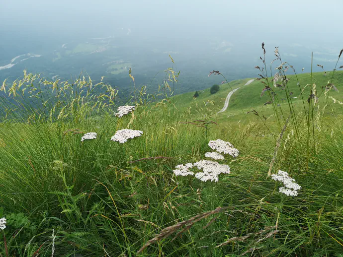 Zdravilno rastlino nabiramo vse od junija do oktobra. Vsi deli rastline so aromatični, a najpogosteje nabiramo rmanove cvetove ter liste.