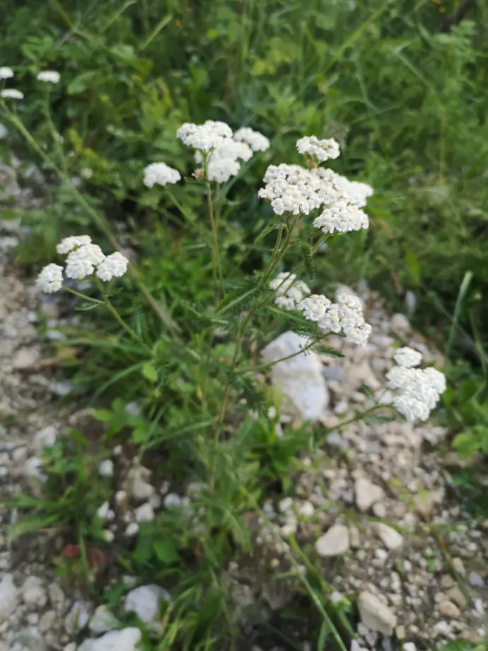 Čaj iz rmana ni primeren za nosečnice, saj ima premočen učinek na maternico in menstrualni cikel.
