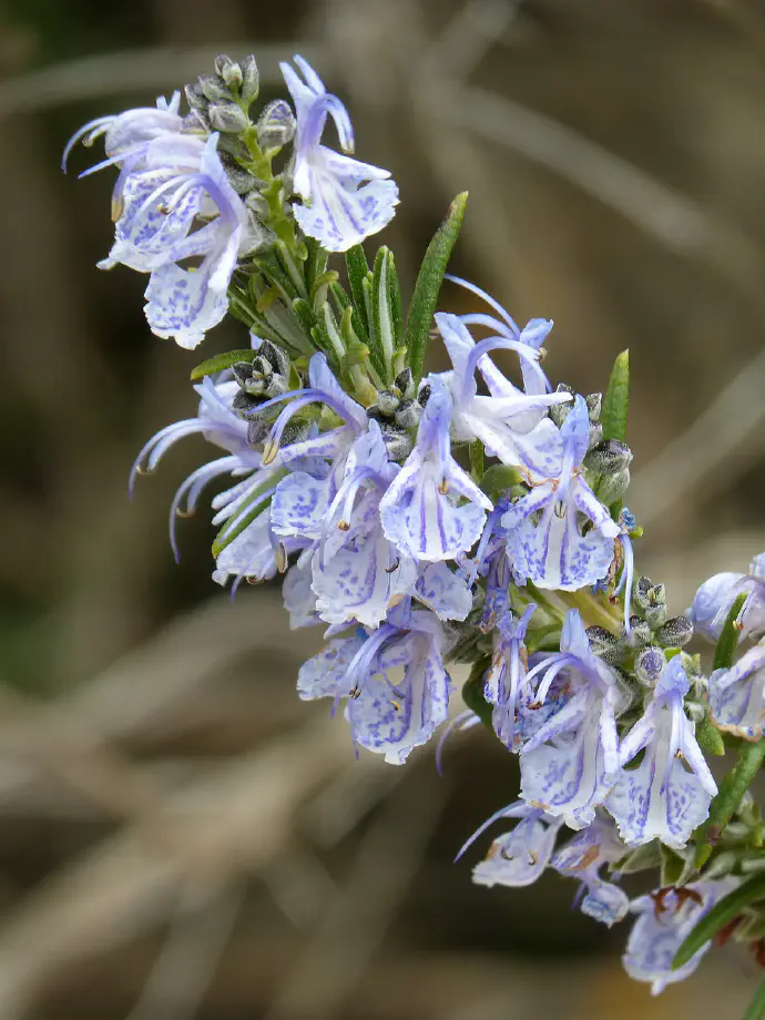 Z destilacijo pridobimo 1 kg rožmarinovega eteričnega olja iz 200 kg cvetočega rožmarina.