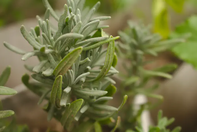 Predvsem eterično olje v rožmarinu vpliva na prebavne težave, krče in lajšanje drugih težav. V ta namen lahko uporabimo rožmarinov čaj ali rožmarinovo tinkturo (rožmarinove kapljice).