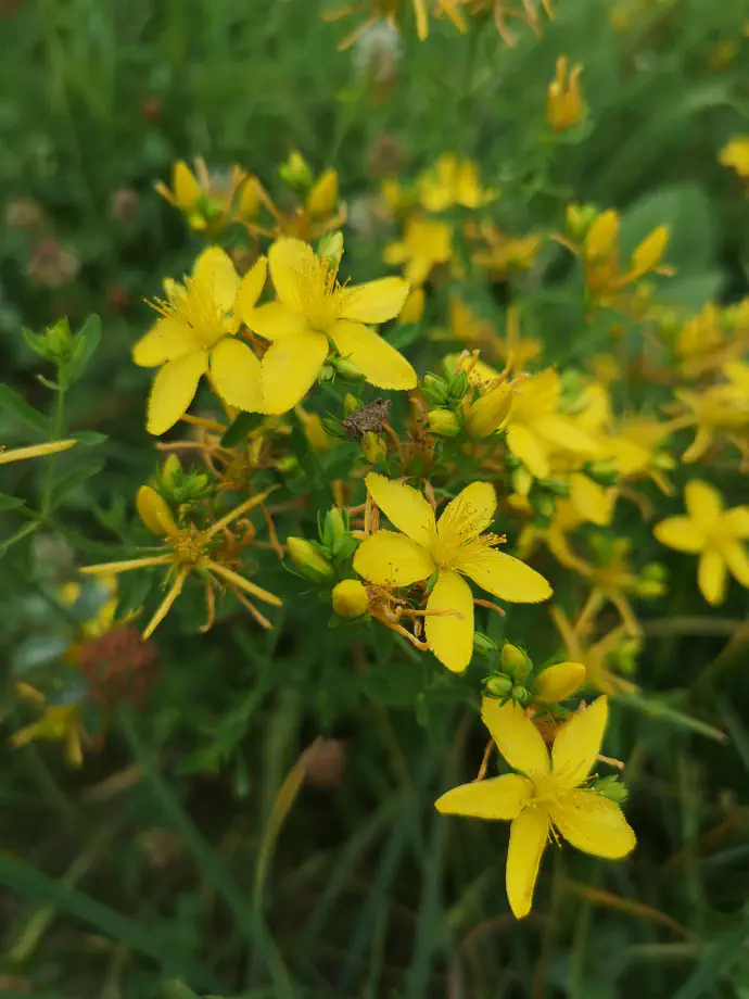 Čaj je primeren ob blažjih stanjih potrtosti, psihične izčrpanosti, brezvoljnosti, splošnem slabem počutju, pomanjkanju apetita, nespečnosti in kot podpora čustvenemu ravnovesju.