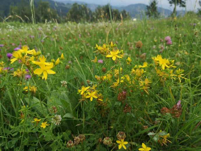 Šentjanževka je sicer učinkovita in varna rastlina za uporabo, a pomembno je, da poznamo njene stranske učinke. Ne smemo je jemati sočasno z nekaterimi zdravili, kar je opisano tudi v tem članku.