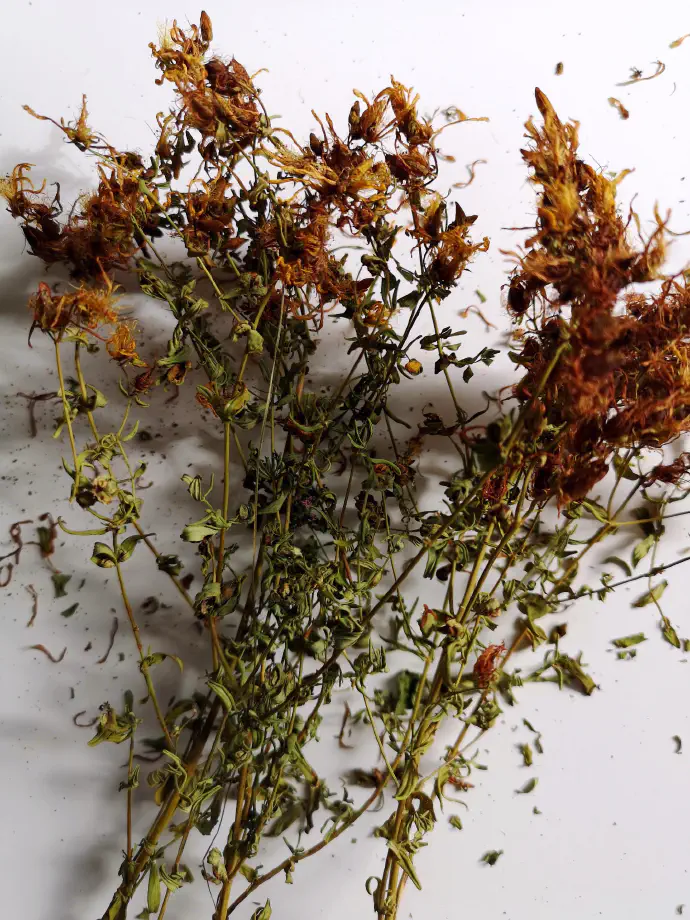 Posušene cvetoče dele rastline lahko uporabimo za čaj skozi celo sezono.