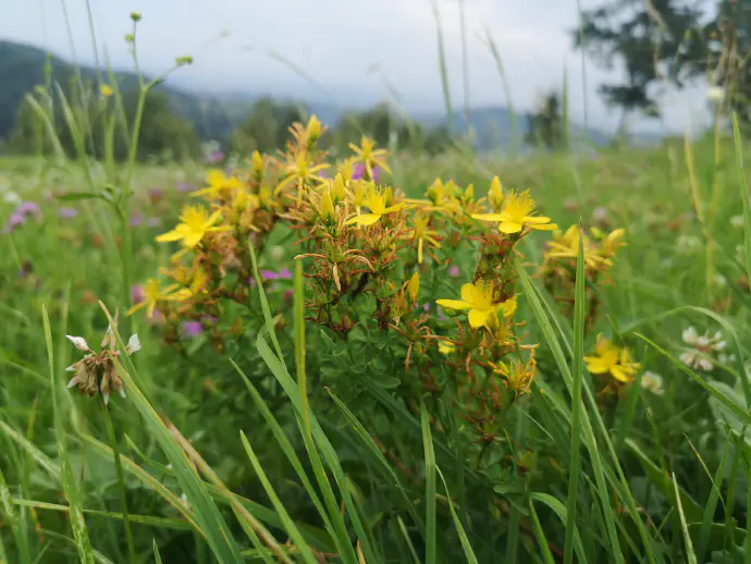 V tradicionalni medicini se šentjanževka uporablja kot prvo pomoč pri sončnih in drugih opeklinah, bolečinah v mišici, površinskih ranah, za pomirjanje in številnih drugih tegobah.