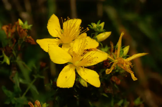 Šentjanževo olje je tradicionalno sredstvo za nego suhe in razpokane kože, za celjenje ran ter za lajšanje opeklin, oparin in oteklin.