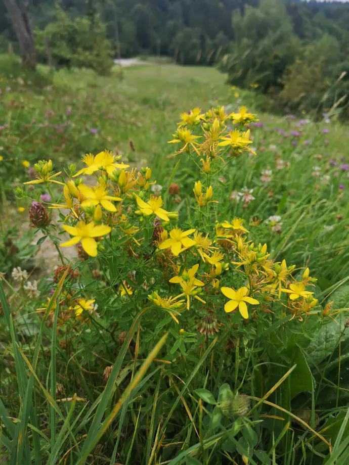 Šentjanževka je ena najbolj raziskanih zdravilnih rastlin, ki učinkovito deluje na blaga do srednje težka depresivna stanja
