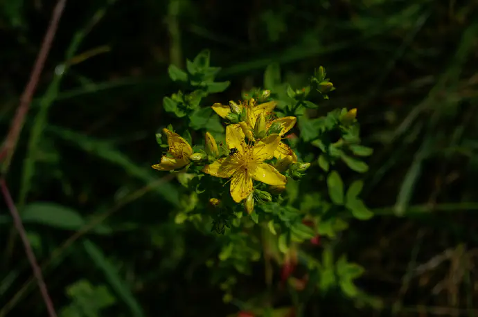Za lajšanje blage do srednje težke depresije je potrebno redno nekajtedensko jemanje predpisanih odmerkov zdravila iz šentjanževke, saj učinek nastopi šele po treh do štirih tednih rednega jemanja.