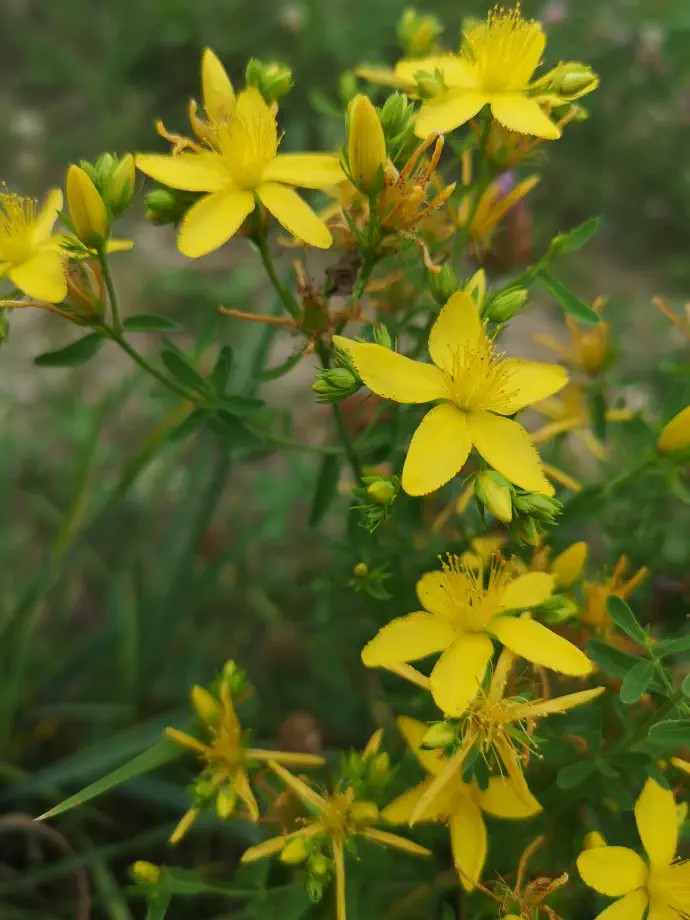 Tinkturo iz šentjanževke lahko uporabljamo za iste naštete simptome za katere uživamo tudi čaj.