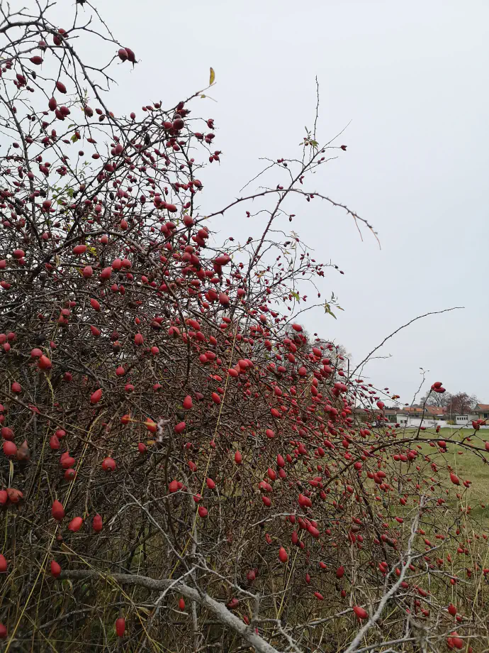Šipek je listopaden grm, ki zraste do 3 metre v višino. Je močno razraščen, s povešenimi vejami na katerih so trni. Zaradi trnov je obiranje šipka nekoliko nadležno opravilo.