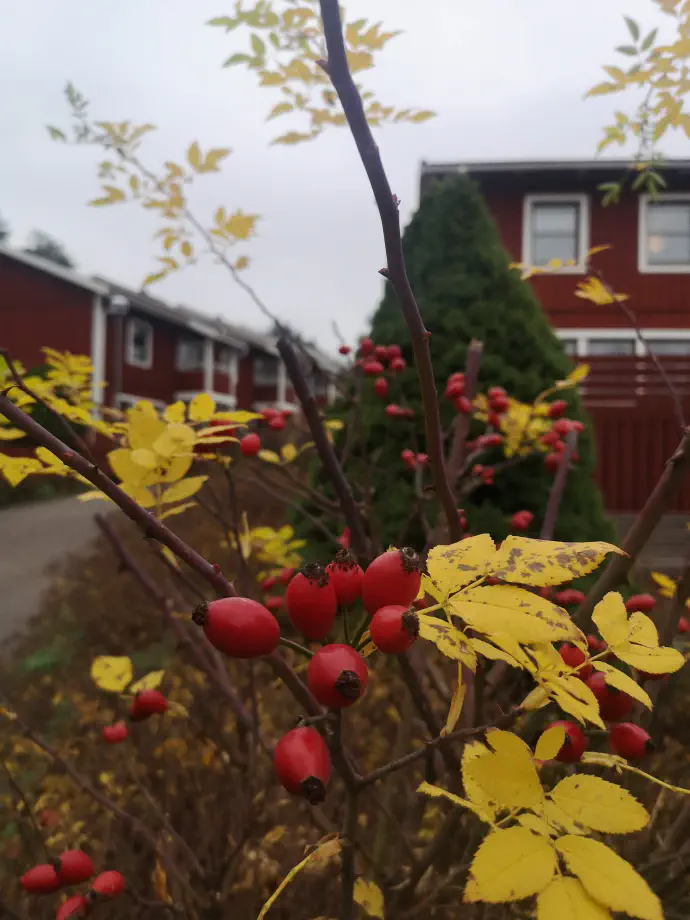 Rdeča barva šipka lahko pričara lep okras v jesensko zimskem času -- za dekoracijo z venčki na primer.