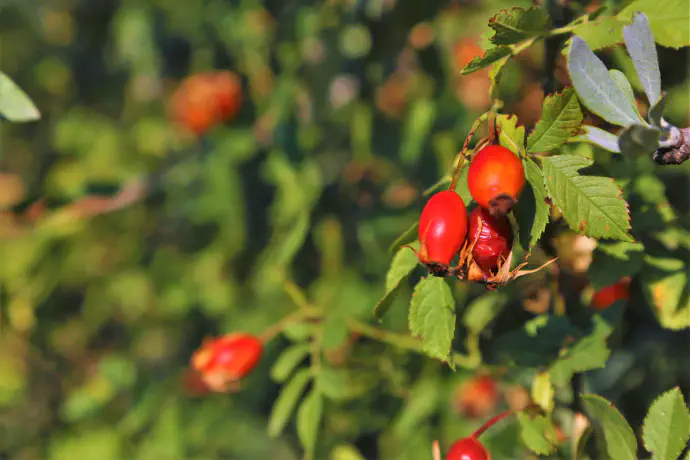 Po prvem mrazu postanejo šipkovi plodovi mehkejši in slajši. Takat je čas, da si ga naberemo za čaj ali marmelado.