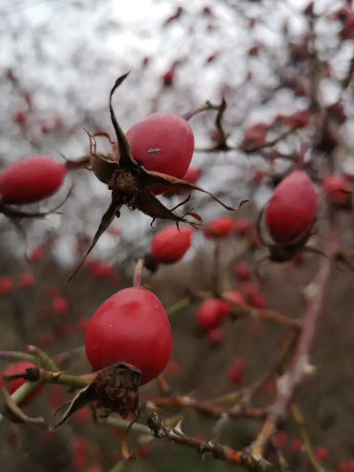 Šipek vsebuje antioksidante kot so vitamin C, katehin, kvarcetin in elagična kislina pa tudi vitamine A, B5 in E. Uživanje teh snovi pomaga pri zmanjšanju vnetij in oksidativnega stresa v telesu.