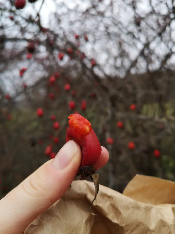 Iz plodov se lahko pripravi odlično domačo šipkovo marmelado, ki povrhu vsega še vedno vsebuje tudi vitamin C.