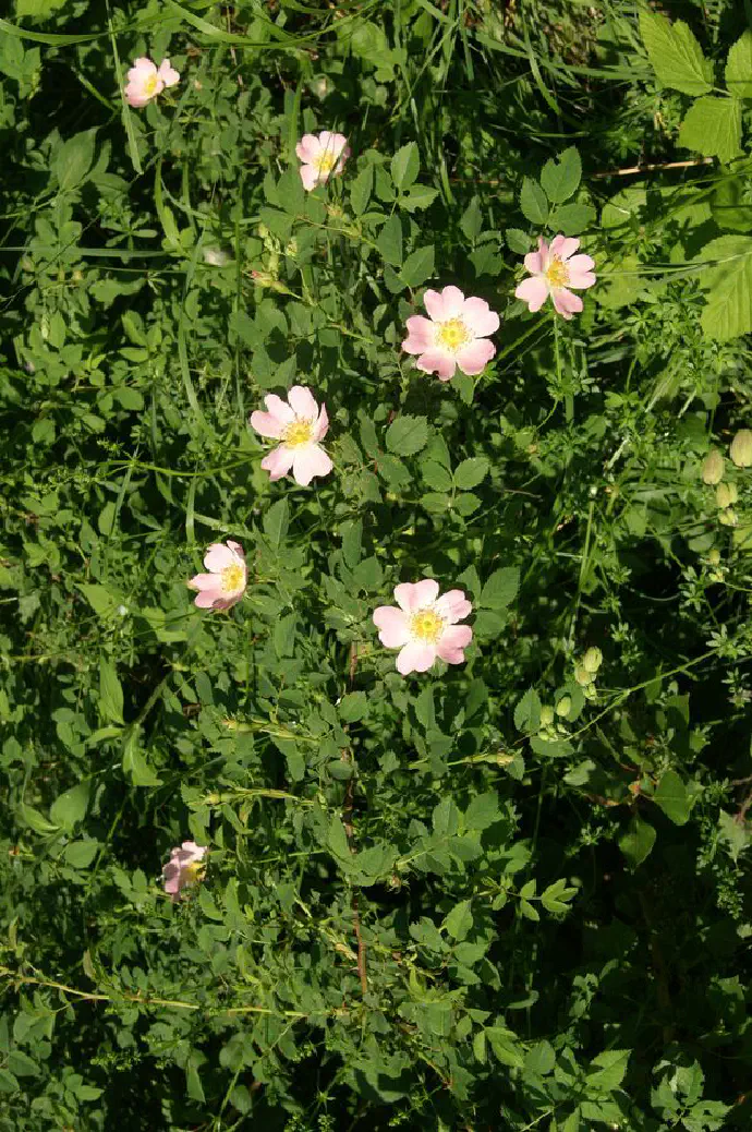 V času cvetenja spomladi zrastejo beli do svetlo rožnati cvetovi iz katerih se razvijejo jajčasti in gladki živordeči plodovi.