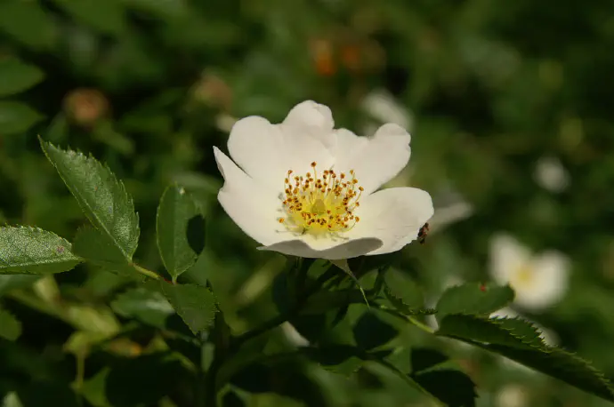 Cvetovi šipka spomladi.