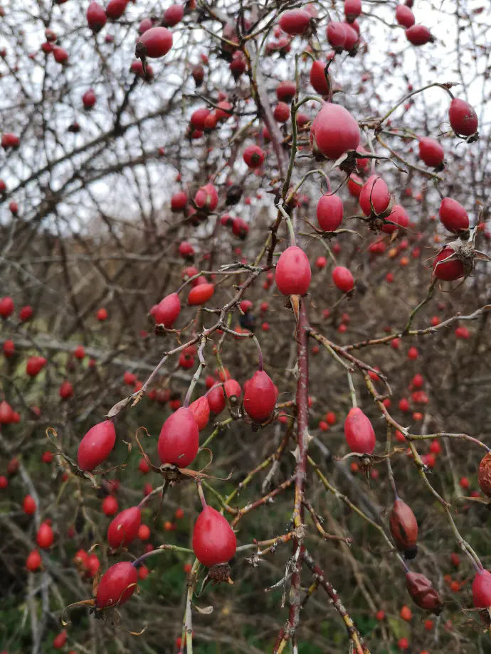 Ob rednem uživanju povečuje imunsko odpornost in pomaga pri prehladnih obolenjih.
