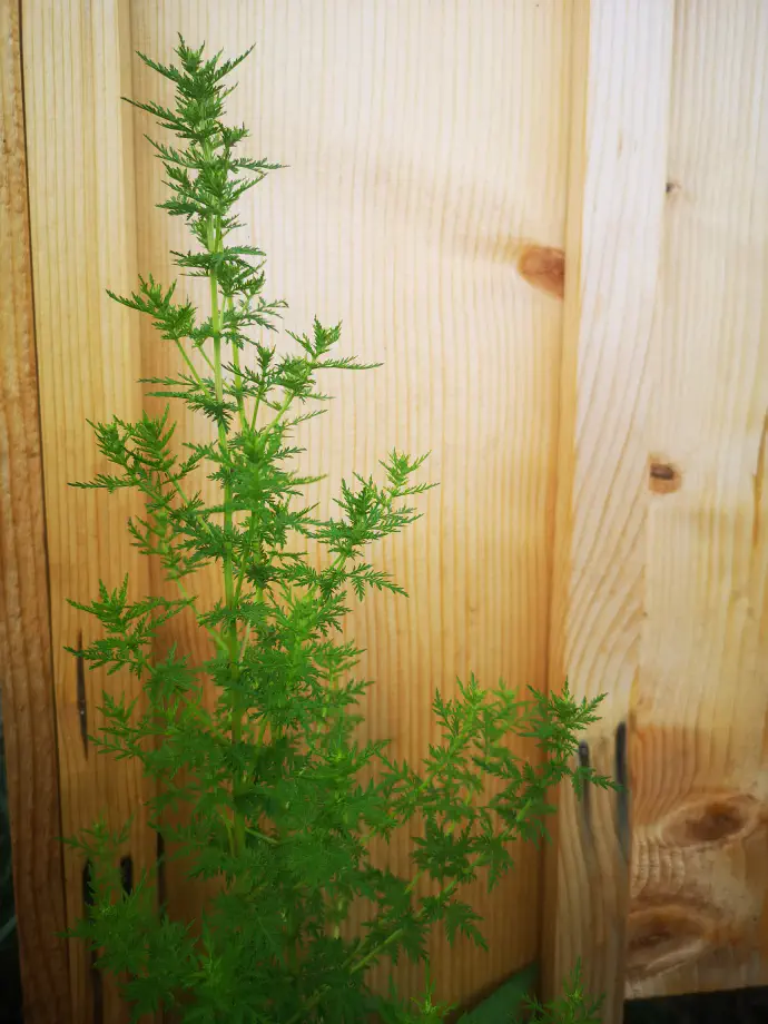 Sladki pelin na domači gredici.