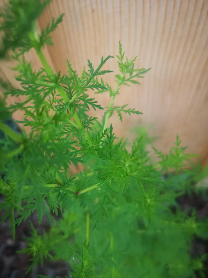 Listi sladkega pelina.