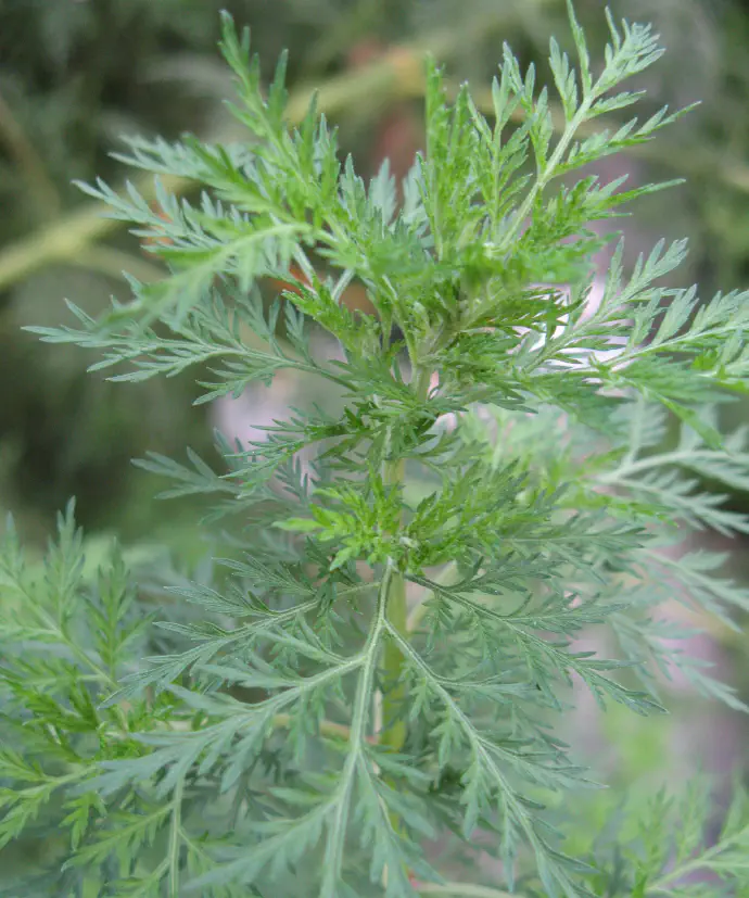 Bujno rastoči sladki pelin in poganjanje novih stranskih poganjkov z listi.