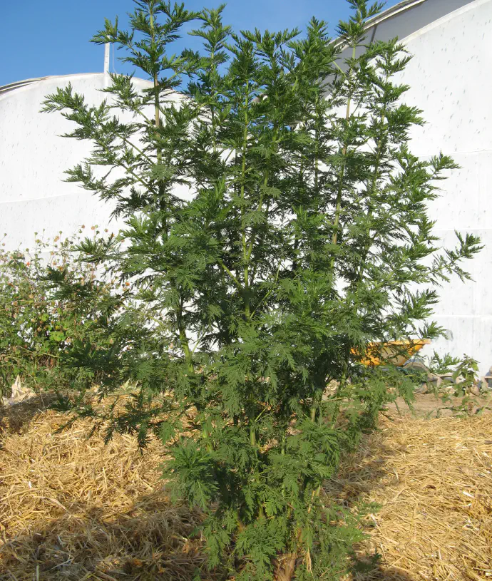 Bujno rastoči sladki pelin na vrtu.