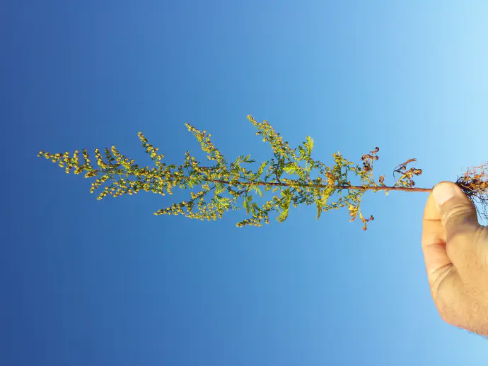 Sladki pelin v času cvetenja.