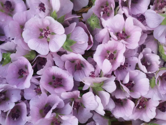 Sluzi imajo tudi vpliv na kožo, saj jo mehčajo, pomirjajo, da postane gladka in prožna.