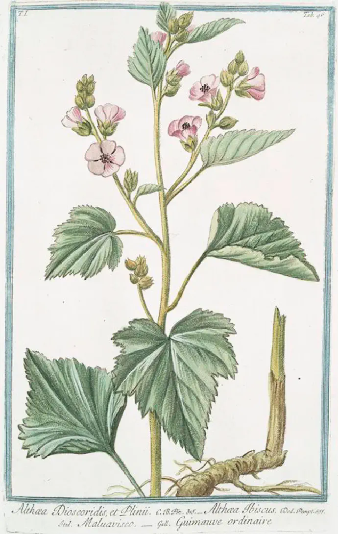 Ilustriran prikaz sestavnih delov ajbiša za enostavnejše določanje -- listi, steblo, cvet, korenina.