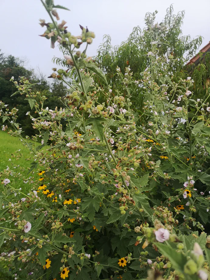 Slez v naravi uspeva na vlažnih in slanih rastiščih, a je zaradi svojih lepih cvetov pogosto gojen na domačih vrtovih.