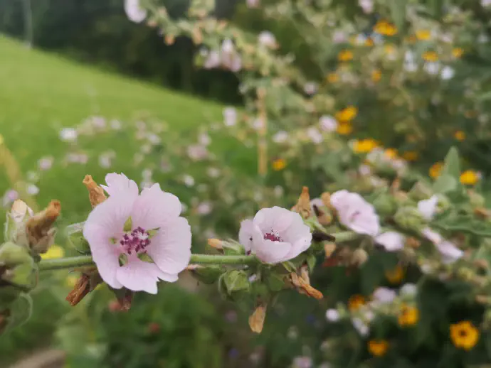 Sluzi ajbiša v tankem sloju prekrijejo sluznico zgornjih dihalnih poti in jo na ta način ščitijo pred draženjem in blažijo kašelj.