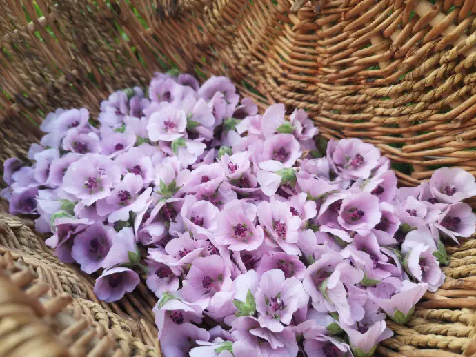 Dve žlički praška od korenin ali 2 žlički posušenih korenin, cvetov ali listov namakamo vsaj 4 ure v hladni vodi, nato čaj precedimo. Takšnemu pripravku pravimo prelivek ali macerat.