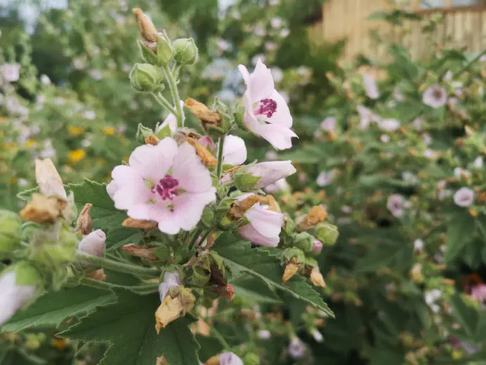 V kulinariki se uporabljajo mladi listi sleza, ki jih pripravimo kot zelenjavo. Če slezov macerat iz korenin kuhamo dovolj dolgo pridobimo sirup.