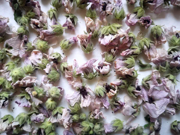 Slezov čaj tudi nekoliko spodbuja prebavo in ima blag vpliv na prebavne težave.