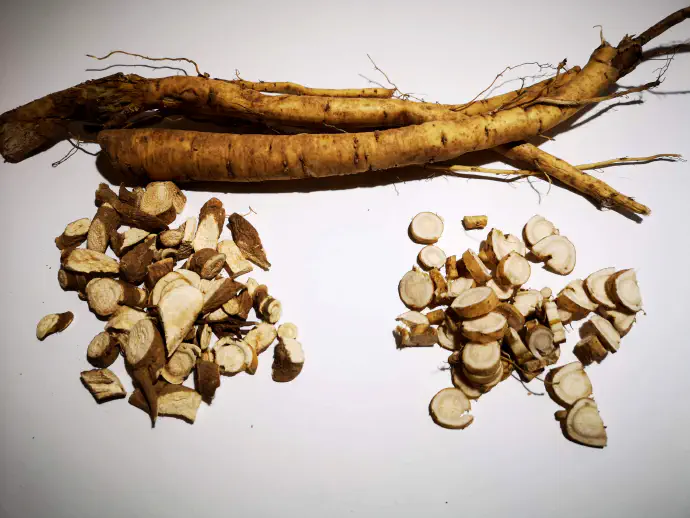 Korenine po nabiranju operemo, narežemo na rezine in posušimo z umetno toploto. Posušene lahko tudi zmeljemo v prašek.