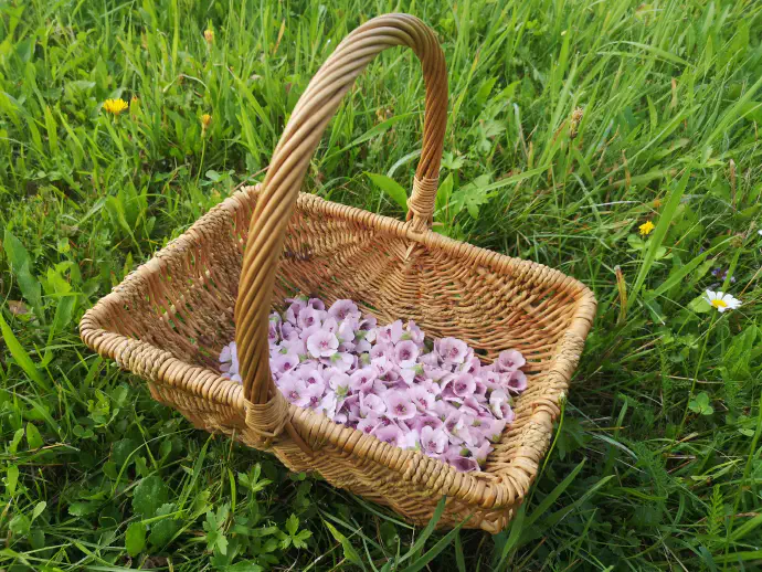 Navadni slez ima številna druga poimenovanja, ki pričajo o njegovi priljubljenosti, na primer ajbiš, beli popelj, beli slez, oslezen, žlez.