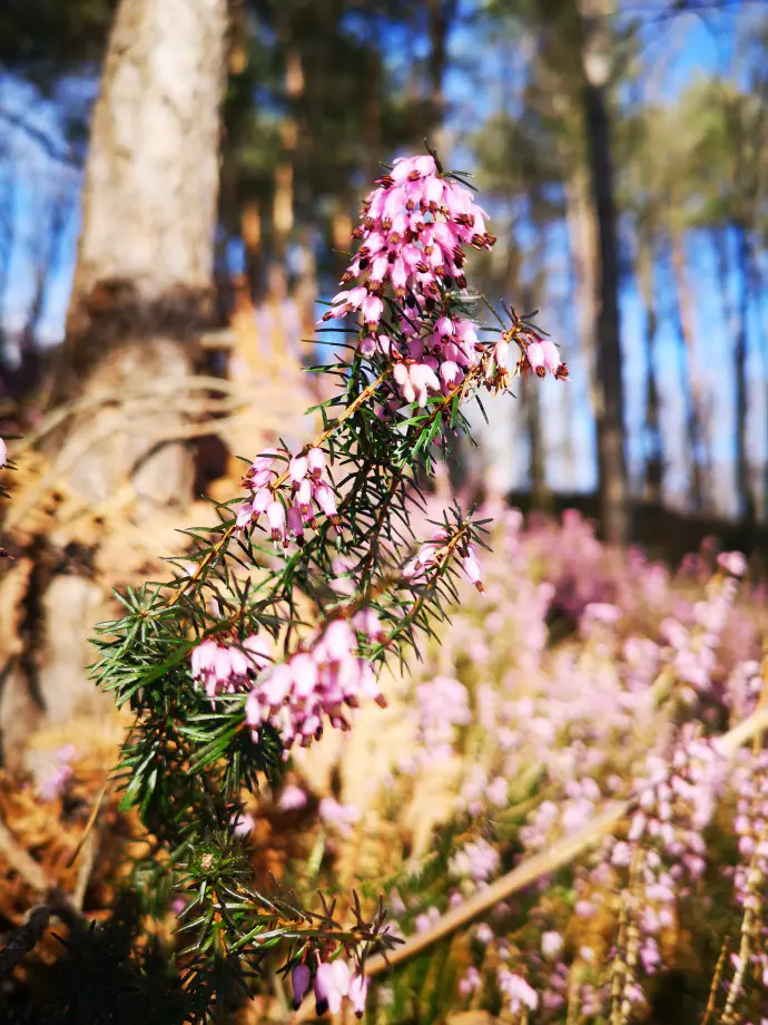 Cvetočo reso uporabljamo predvsem za čaje.