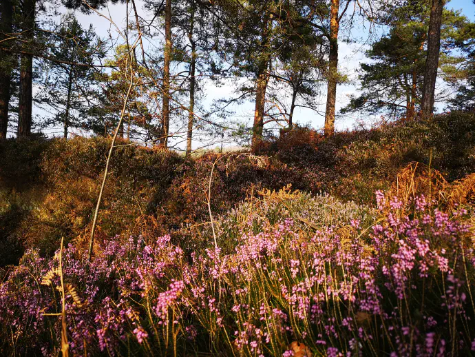 Spomladanska resa pobarva zimsko rjavino v čudovito rožnato odejo.