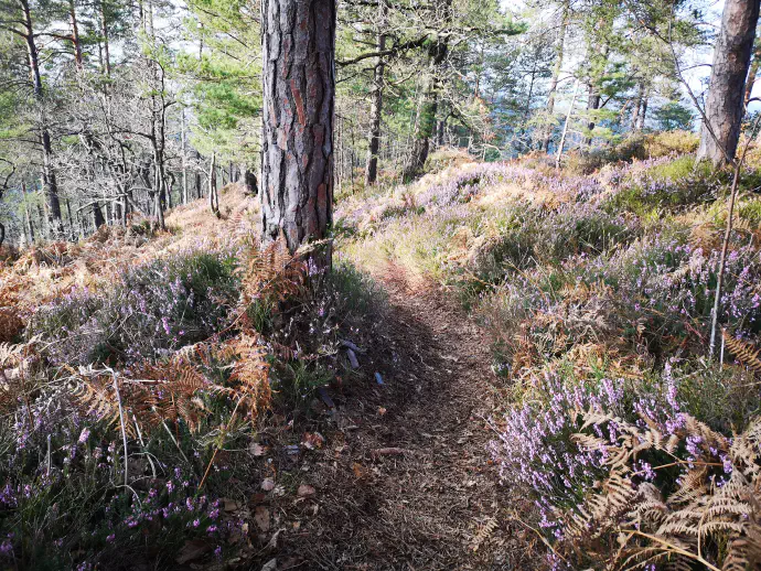 Rada ima sončno lego ter odcedna, apnenčasta tla.