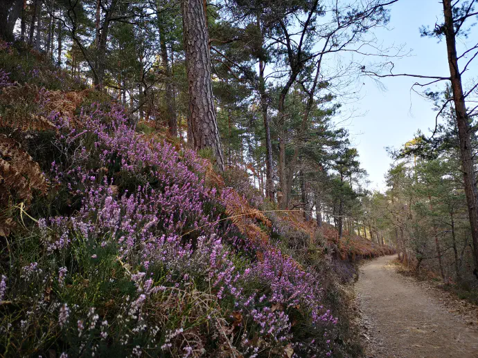 Resin koreninski sistem se močno razraste, zato se lahko rastlina razširi po večji površini.