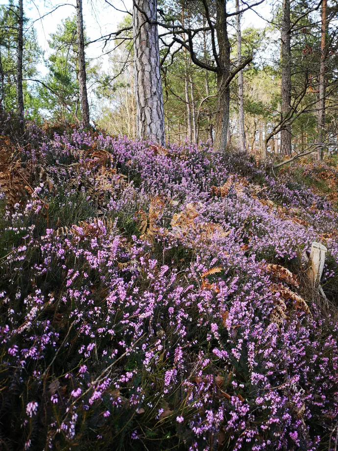 Reso lahko dodajamo čajnim mešanicam, saj jih lepo barvno popestri.