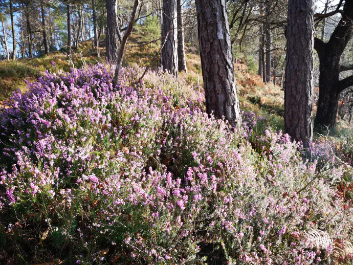 Sušimo celotne poganjke, oziroma veje rese na temperaturi med 30 in 40 stopinj Celzija.