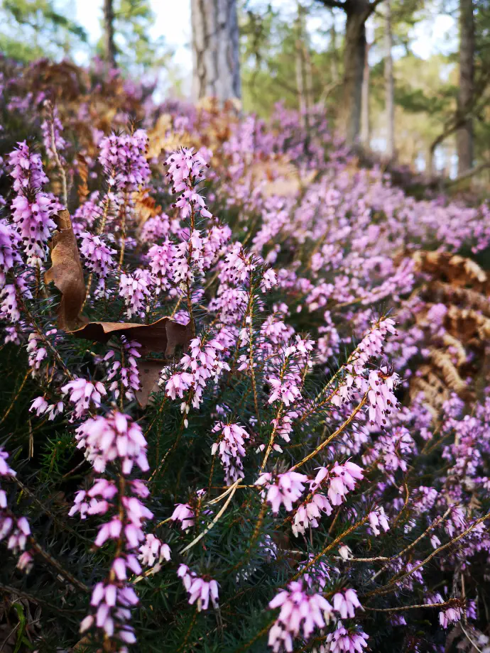Pitje čaja iz rese pred spanjem sprošča napetost in nas pripravi na počitek.