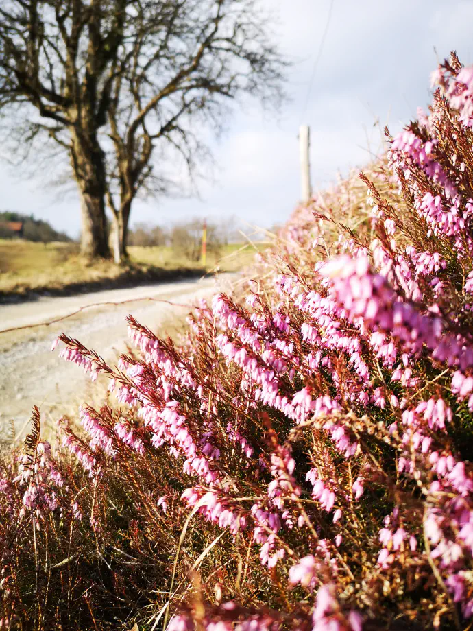 Resa raste na pobočjih ob cestah, jasah, v iglastih gozdovih, resavah, planinskih pašnikih.