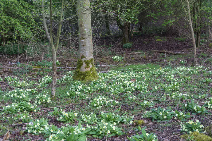 Raste pa tudi v svetlih gozdovih na humusnih tleh.