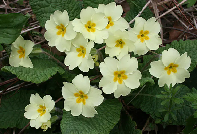 Cvetovi trobentice v polnem cvetenju zgodaj spomladi.