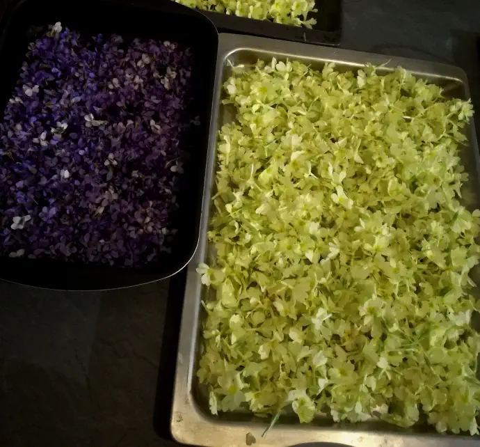 Trobentica tik pred umetnim sušenjem.